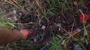 Сколько можно заработать на сборе алюминиевых банок ?