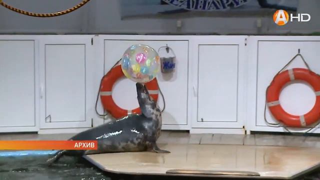 Мурманский океанариум борется с возникающими трудностями смотреть онлайн