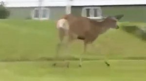 Kosulya protection - Косуля на защите