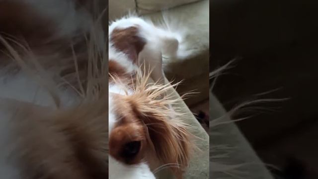 Кавалер Кинг Чарльз спаниель