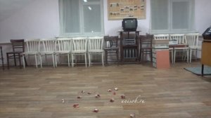 Как отучить собаку подбирать еду на улице