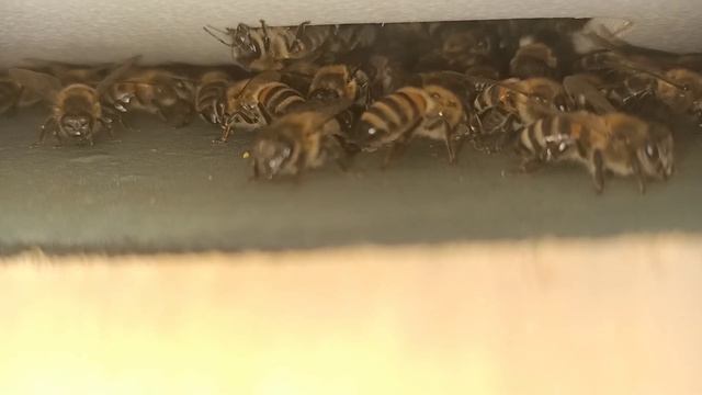 ПЧЁЛЫ ОХРАННИКИ НА БОЕВОМ ДЕЖУРСТВЕ ПОСЛЕ ТРУДНОГО РАБОЧЕГО ДНЯ смотреть онлайн