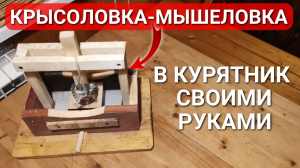 Сделал отличную мышеловку — крысоловку в курятник