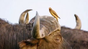 Oxpeckers: The Savanna’s Little Helpers #oxpeckers #birds #animals