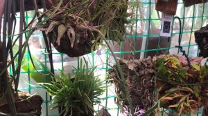 Encyclia bracteata мини орхидея энциклия