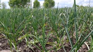 Последняя подкормка чеснока фосфорно калийными и калийными удобрениями. Сроки, примененияе.