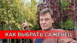 как выбрать саженец в питомнике или на базаре, реально прошел по питомнику показал как выбирать