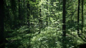 Rhythm of Mankind & Nature - Romantic Heart [Promo]