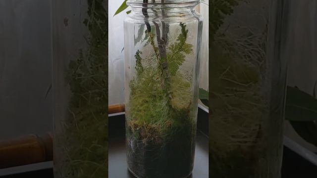 trimming peacock spikemoss (selaginella) after 1 year of growth