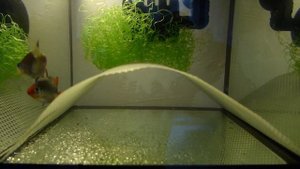 Нерест Тернеции-Гло и Мшистого Барбуса. Часть-1