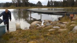 Выпустил рыбу в пруд и она покрылась "грязной ватой" ? Как правильно зарыбить рыбу в свой пруд