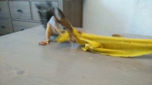 Белка учит двуногого пользоваться тряпкой./ A squirrel teaches a biped how to properly use a rag.