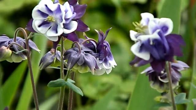 Aquilegia 'Winky Blue and White' смотреть онлайн