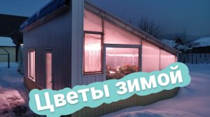Тюльпаны радуют | Выгонка тюльпанов 2022