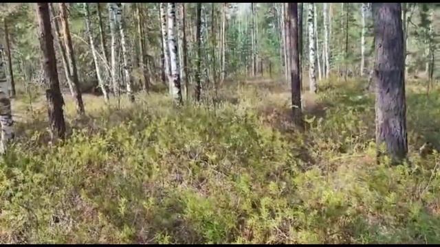 черника смотреть онлайн