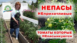 Томаты НЕПрихотливые и НЕПасынкующиеся. Наши фирменные НЕПАСЫ.