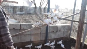 голуби шейки лётные бойные