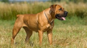 БУРБУЛЬ против КАНЕ КОРСО. Кто победит?