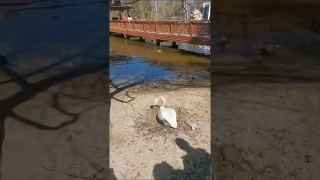 Лебеди. Готовим гнездо.