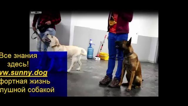 правильная социализация