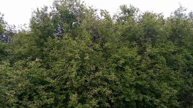 Дневник крестьянки.Боюсь воды.....Живу в деревне.