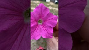 Петуния Вейв пинк | WAVE Pink