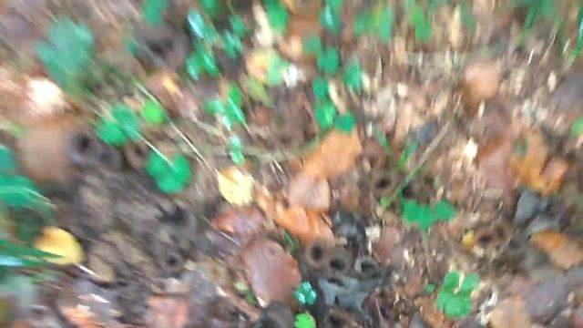 гриб чёрная лисичка смотреть онлайн