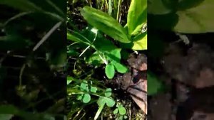 Копаем ятрышник.