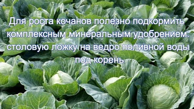 помогаем капусте смотреть онлайн