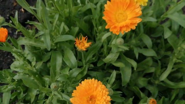 Полезные и красивые. Календула поможет от внутриглазного давления, залечит горло, укрепит сердце. смотреть онлайн