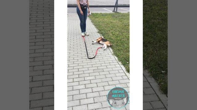 video-output-E7574C3E-DB74-485C-9534-4D65FEE59AE0.MOV