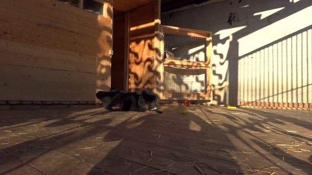 Amato Dio Тибетский мастиф, щенок, девочка 3 месяца смотреть онлайн