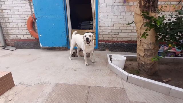 Лабрадор Майк просит косточку 