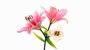 Цветы и их символика. Что значит, когда вам дарят лилии, колокольчики или розы?