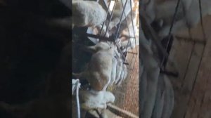 (1065) летняя партия Откорма овец