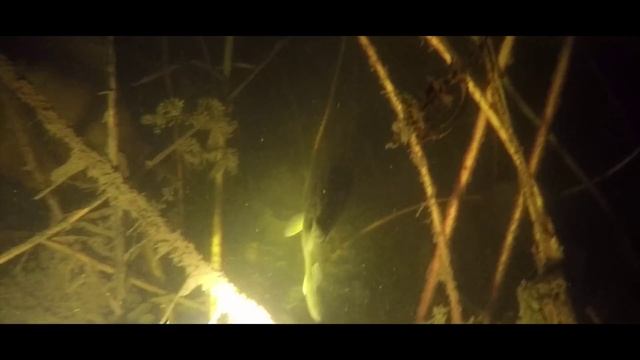 Подводная Охота. Сели на Мель. Рыбалка. Ежик Ест Курицу смотреть онлайн