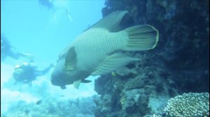 Egypte Soma Bay Dive Isabella Adrian