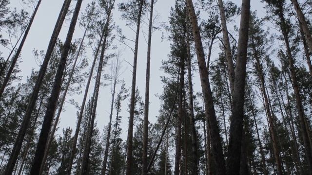 В лес за валежником на дрова. Что считается валежником по закону