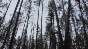 В лес за валежником на дрова. Что считается валежником по закону