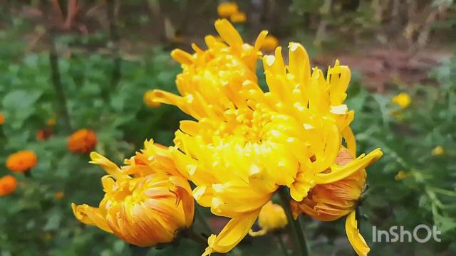 chrysanthemum flower plant. Chandra mollika flower plant. winter season flower plant. смотреть онлайн