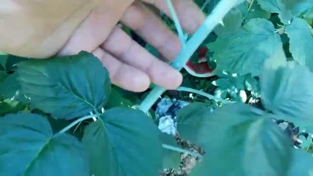 Черная малина Кумберленд. смотреть онлайн