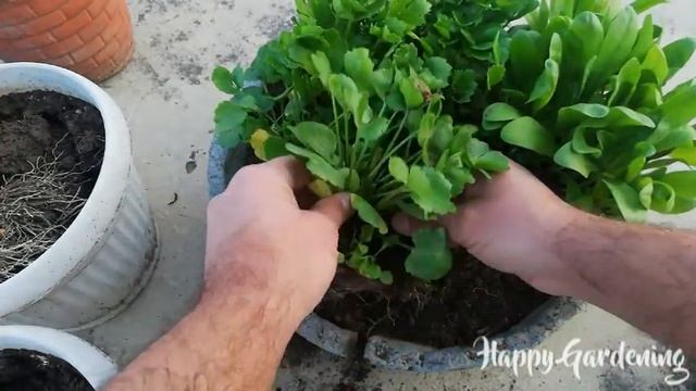 Growing Ranunculus – Propagation & Transplanting Of Persian Buttercups смотреть онлайн