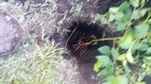 ?Посадка саженца берёзы на участке. ?