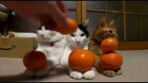 Самые неадекватные коты. Смешное поведение кошек (подборка 2017)