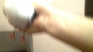 Голуби крюковские белые и чилики 2017 +7-918-303-67-92