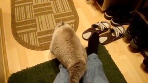 Кошка встречает хозяина