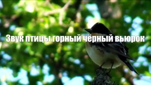 Звук природы. Пение птиц.Горный чёрный вьюрок