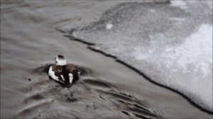 Зимние птицы в Санкт -Петербурге