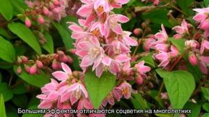 Шершавая и белая дейция — кустарник декоративный