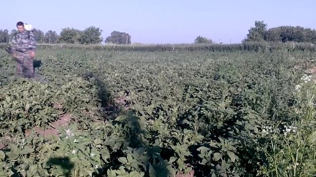 Опрыскивание картофеля от колорадского жука. смотреть онлайн
